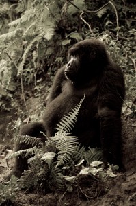 virunga national park mountain gorilla