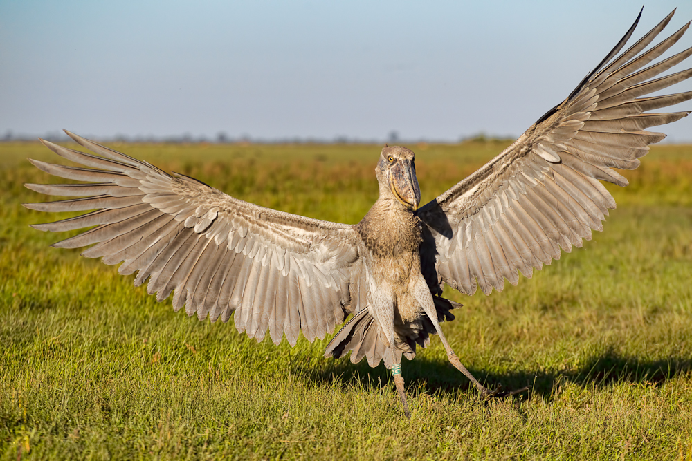 Shoebill wingspan