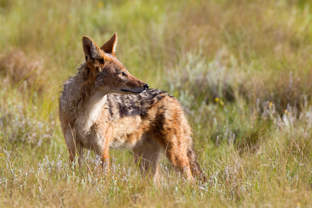 A jackal moves in on the carcass.