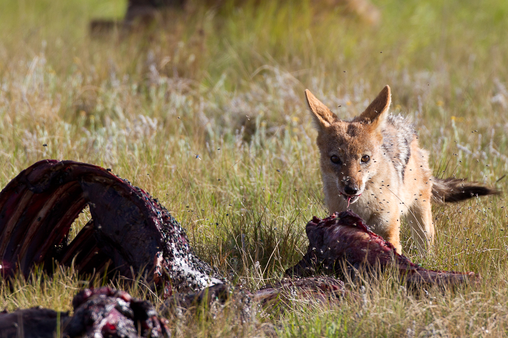 A jackal braves the flies to get a bite to eat.