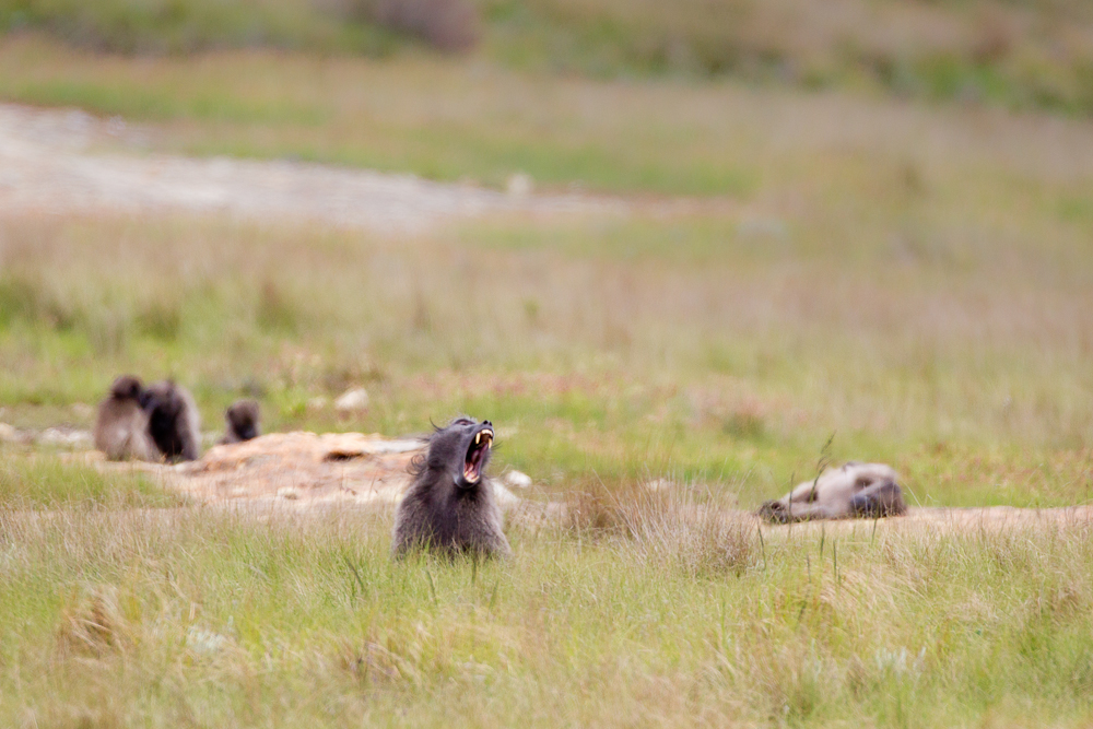 A baboon troop moved though without paying much attention to the carcass or the jackals.