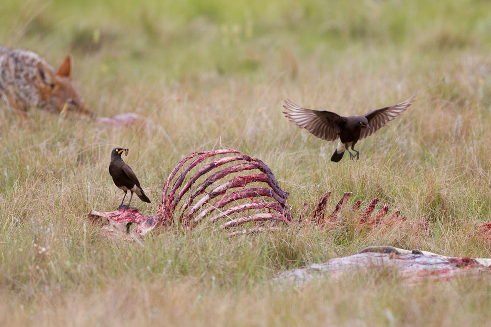 Vultures didn’t land for us, but we saw plenty of other birds around the carcass, including these pied starlings.