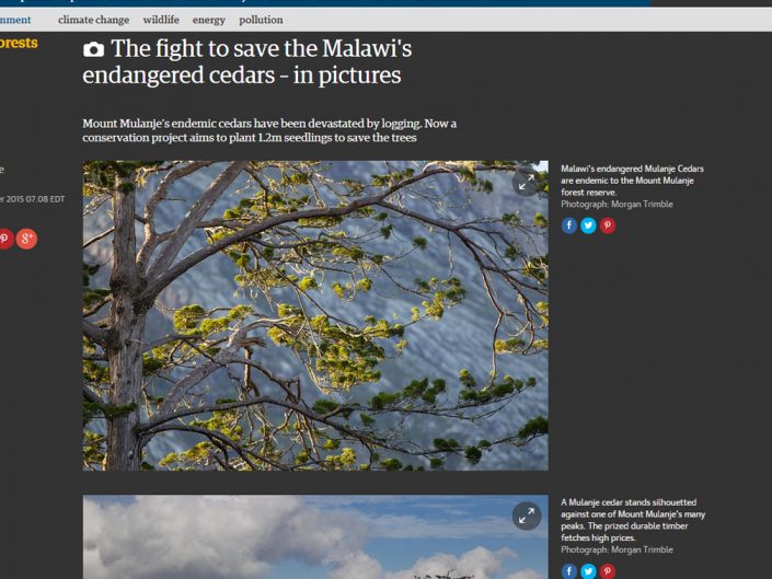 The fight to save Malawi’s endangered cedars – in pictures