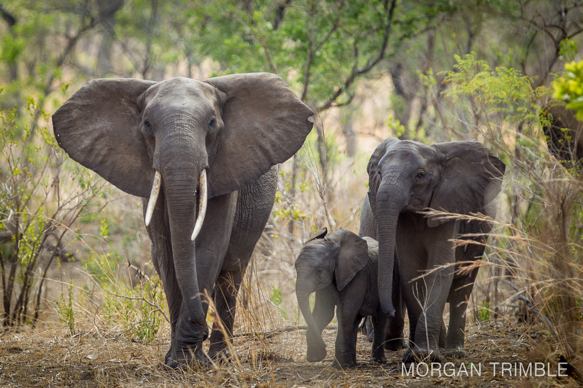 Majete Wildlife Reserve Elephant Herd