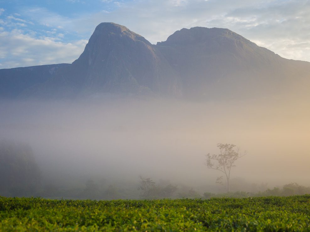 Mount Mulanje is an imposing granite massif that rises abruptly from the tea estates of southern Malawi; the top of the steep-sided plateau grows the endemic and critically endangered Mulanje cedar