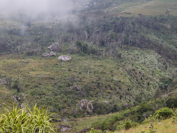 Illegal loggers have eradicated Mulanje cedar from huge swathes of the mountain. It’s estimated that cedars now cover less than 5 square kilometres, and loggers are moving into the last strongholds for the species.