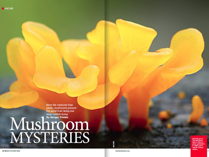 Mushroom Mysteries