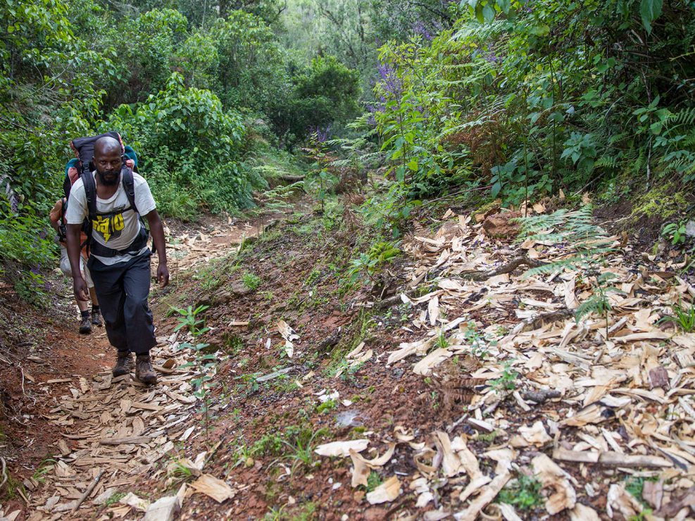A pile of aromatic woodchips is all that remains of a great tree. A porter, Grey Frison, looks on. Under protection from Malawi’s Department of Forestry, harvesting Mulanje cedar is against the law, but enforcement is lax, and even forestry officials are implicated in tree poaching. Illegal harvesters are axing the remaining trees towards extinction without threat of punishment.