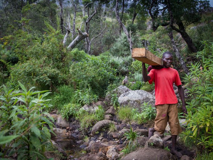 An illegal logger carries a massive beam of Mulanje cedar down the mountain. Most walk barefoot and work for very low wages. The small risk of being caught by forestry department officials isn't much of a deterrent.