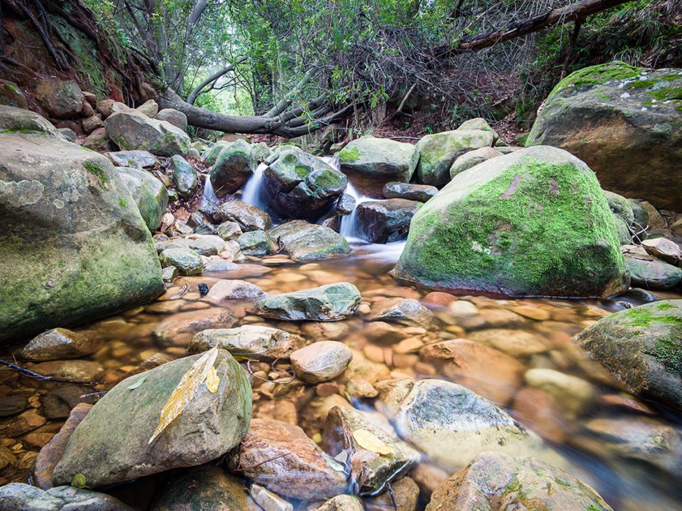 Stream, Newlands Forest, Table Mountain National Park, 2017