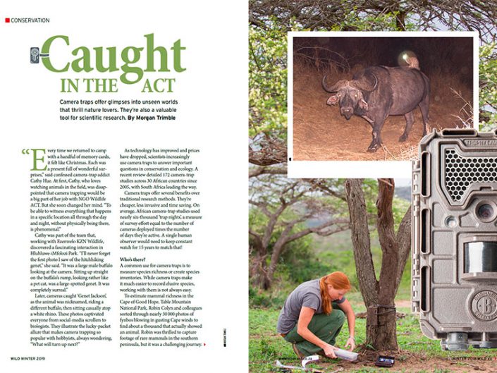 Caught in the Act: Camera Traps for Conservation