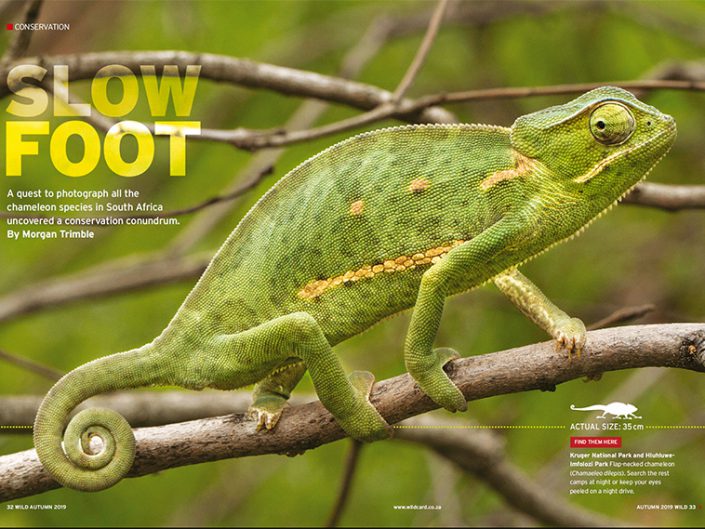 SlowFoot - The quest to find and conserve South Africa's Chameleons